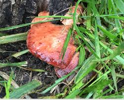 Attēlu rezultāti vaicājumam “Fistulina hepatica”