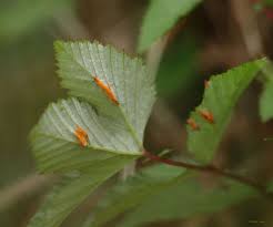 Attēlu rezultāti vaicājumam “Triphragmium ulmariae”