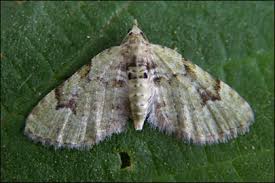 Attēlu rezultāti vaicājumam “Chloroclystis v-ata”