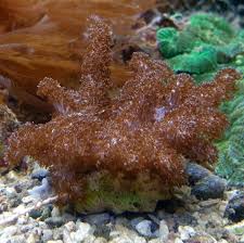 Attēlu rezultāti vaicājumam “Collaria sp.”