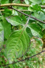 Attēlu rezultāti vaicājumam “Solanum dulcamara leaf”