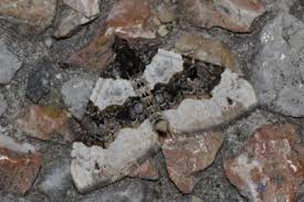 Attēlu rezultāti vaicājumam “Cosmorhoe ocellata”