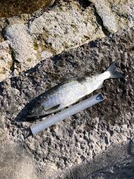 Image result for Coregonus oxyrinchus