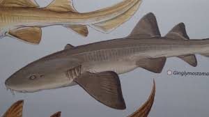 Image result for Ginglymostoma unami