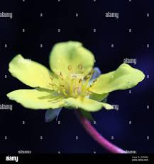 Attēlu rezultāti vaicājumam “Potentilla reptans bud”