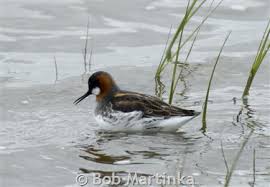 Attēlu rezultāti vaicājumam “Phalaropus lobatus”