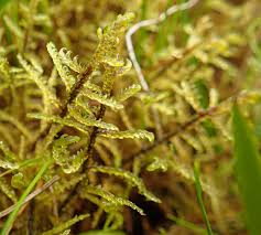 Attēlu rezultāti vaicājumam “Hamatocaulis lapponicus”