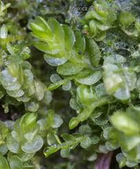 Attēlu rezultāti vaicājumam “Nardia scalaris”