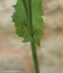 Attēlu rezultāti vaicājumam “Sonchus oleraceus leaf”