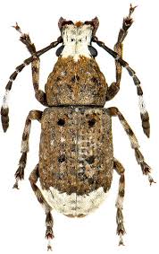 Attēlu rezultāti vaicājumam “Platystomos albinus”