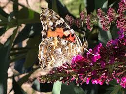 Attēlu rezultāti vaicājumam “Vanessa cardui upperside”