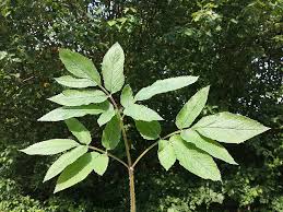 Attēlu rezultāti vaicājumam “Chaerophyllum aromaticum leaf”