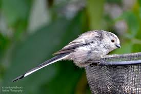 Attēlu rezultāti vaicājumam “Aegithalos caudatus adult”