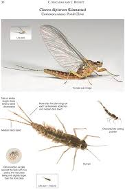 Attēlu rezultāti vaicājumam “Ephemeroptera”