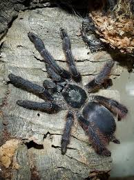 Attēlu rezultāti vaicājumam “Siphoptychium violaceum”