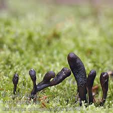 Attēlu rezultāti vaicājumam “Cordyceps ophioglossoides”