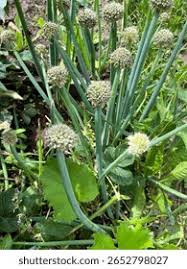 Attēlu rezultāti vaicājumam “Allium schoenoprasum fruit”