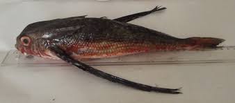 Image result for Dactylopterus volitans