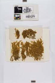 Attēlu rezultāti vaicājumam “Sanionia uncinata”