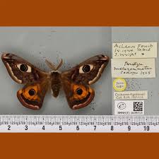 Attēlu rezultāti vaicājumam “Saturnia pavonia eggs”