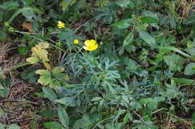 Attēlu rezultāti vaicājumam “Ranunculus polyanthemos”