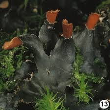 Attēlu rezultāti vaicājumam “Peltigera polydactylon”