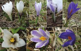 Attēlu rezultāti vaicājumam “Crocus vernus subsp. vernus flower”