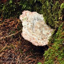 Attēlu rezultāti vaicājumam “Postia guttulata”