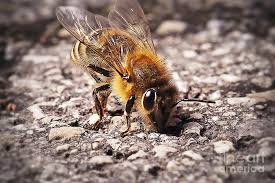 Attēlu rezultāti vaicājumam “Apis mellifera”