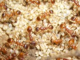 Attēlu rezultāti vaicājumam “Myrmica rubra”