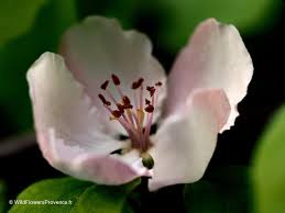 Attēlu rezultāti vaicājumam “Cydonia oblonga flower”