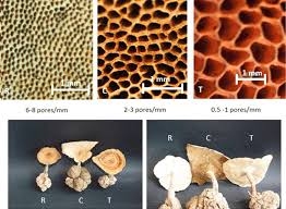 Attēlu rezultāti vaicājumam “Lignydium muscorum macro”