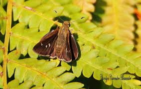 Attēlu rezultāti vaicājumam “Hesperiidae”