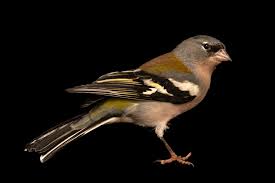 Attēlu rezultāti vaicājumam “Fringilla coelebs”