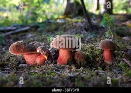 Attēlu rezultāti vaicājumam “Sutorius luridiformis”