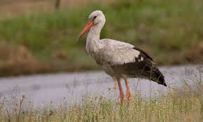 Attēlu rezultāti vaicājumam “Ciconia ciconia”