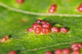 Attēlu rezultāti vaicājumam “Vasates quadripedes”