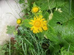 Image result for Telekia speciosa