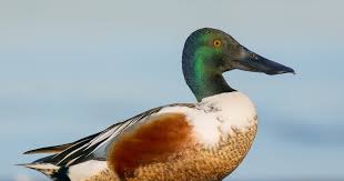 Attēlu rezultāti vaicājumam “Anas clypeata”