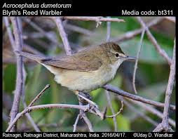 Attēlu rezultāti vaicājumam “Acrocephalus dumetorum”