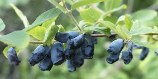Attēlu rezultāti vaicājumam “Lonicera caprifolium fruit”