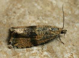 Attēlu rezultāti vaicājumam “Celypha striana”