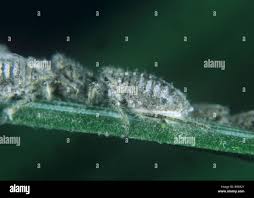 Attēlu rezultāti vaicājumam “Schizolachnus pineti”