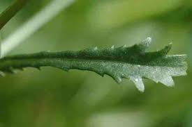 Attēlu rezultāti vaicājumam “Leucanthemum vulgare leaf”