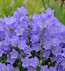 Image result for Campanula moesiaca