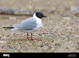 Image result for Chroicocephalus philadelphia