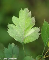 Attēlu rezultāti vaicājumam “Crataegus x macrocarpa fruit”