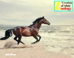 Attēlu rezultāti vaicājumam “Equus ferus caballus”