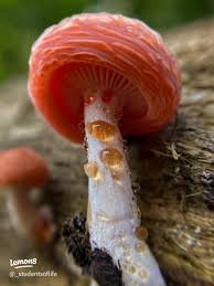 Attēlu rezultāti vaicājumam “Rhodotus palmatus”