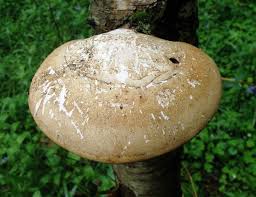 Attēlu rezultāti vaicājumam “Piptoporus betulinus”